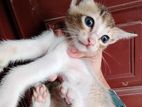 Deshi Cat