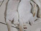 Deshi Cat