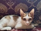 Cat Adoption Post