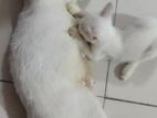 Deshi cat ADOPTION