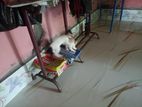 Deshi cat sell