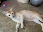 Deshi Cat Sell