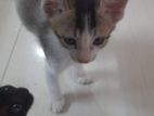 Deshi Cats for free