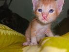 Deshi cats