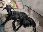 দেশি ছাগল