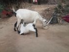দেশি ছাগল ছাগী বাচ্চা সহ