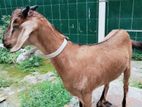 deshi Chagol (Goat) bikroy hobe