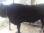 Deshi cow