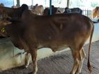 Deshi Cow sell----13