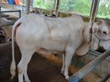 Deshi Cow sell-53