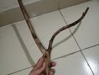 দেশি driftwood