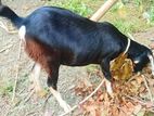 Goat for sell