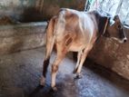 Deshi Goru (Cow) Sell