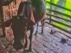 দেশি গাভী গরু