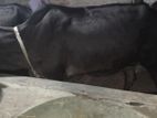 দেশি গাভী ও বকনা বাচ্চা সহ