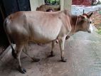 Cow for sell