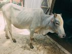 Deshi Goru