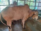 দেশি গরু