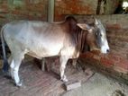 দেশি গরু