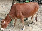 দেশি গরু