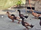 দেশি হাঁস