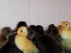 দেশি হাঁসের বাচ্চা