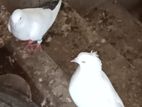 Deshi Kabutor pigeon pure gribuzz Best