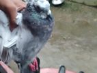দেশি কবুতার