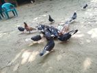 দেশি কবুতর বিক্রি