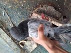 দেশি কবুতর