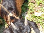 দেশি খাশি ছাগল