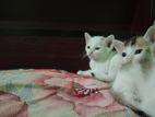 Deshi kittens for adaptation