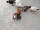 Poultry for sell