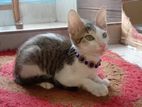 Deshi mix colour cat(male-3month)