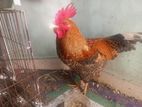 দেশি মোরগ