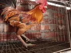 দেশি মোরগ