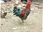 দেশি মোরগ