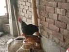 দেশি মোরগ মুরগি