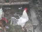 দেশি মোরগ মুরগি
