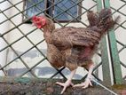 Deshi Morog Murgi Bikrir Hobe