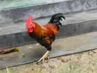 hen for sell