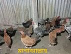 দেশি মুরগি।(৫৫০) কেজি