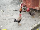 দেশি মুরগি আর্জেন্ট বিক্রি করা হবে