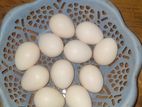 দেশি মুরগি ভালো জাতের বীজ ডিম