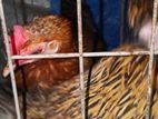 দেশি মুরগি বিক্রি