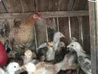 দেশি মুরগি বিক্রি হবে