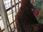দেশি মুরগি বিক্রি করা হবে।