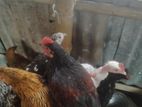 দেশি মুরগি বিক্রয়