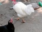 দে‌শি মুর‌গি
