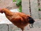 দেশি মুরগি